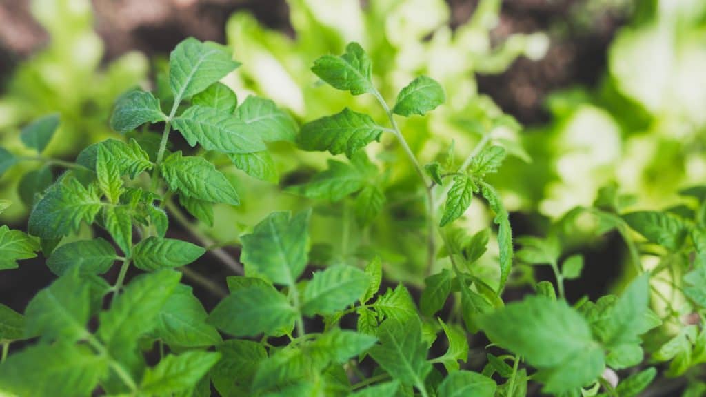 healthy-nature-leaf-spring-1024x576