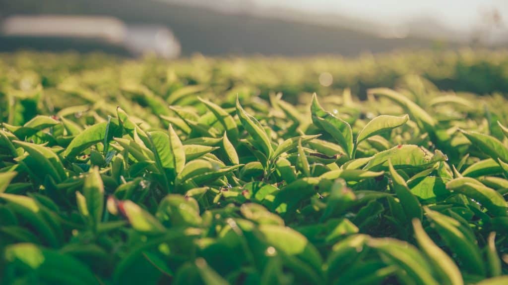 pexels-photo-915327-1024x576